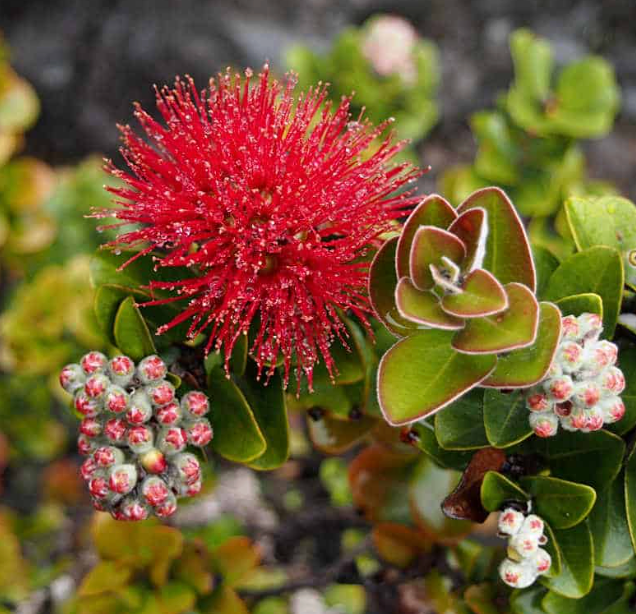Locally Sourced Plant Gifts on Maui – Living Beauty from Maui Farmers