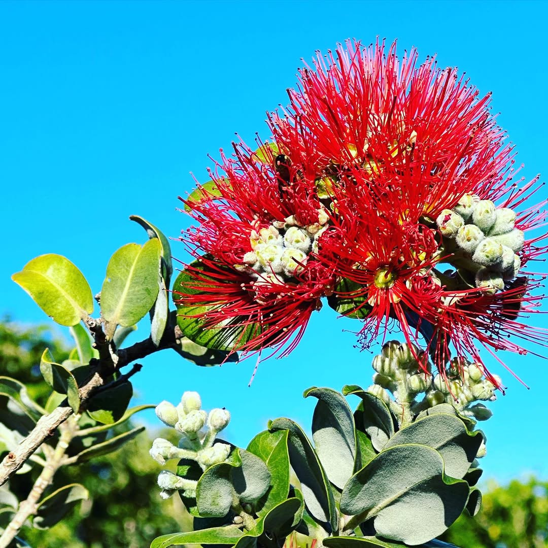 LARGE 'ōhi'a lehua trees grown to order for landscapes.