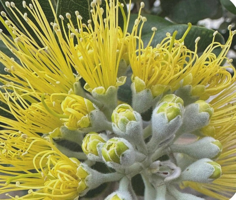 LARGE 'ōhi'a lehua trees grown to order for landscapes.