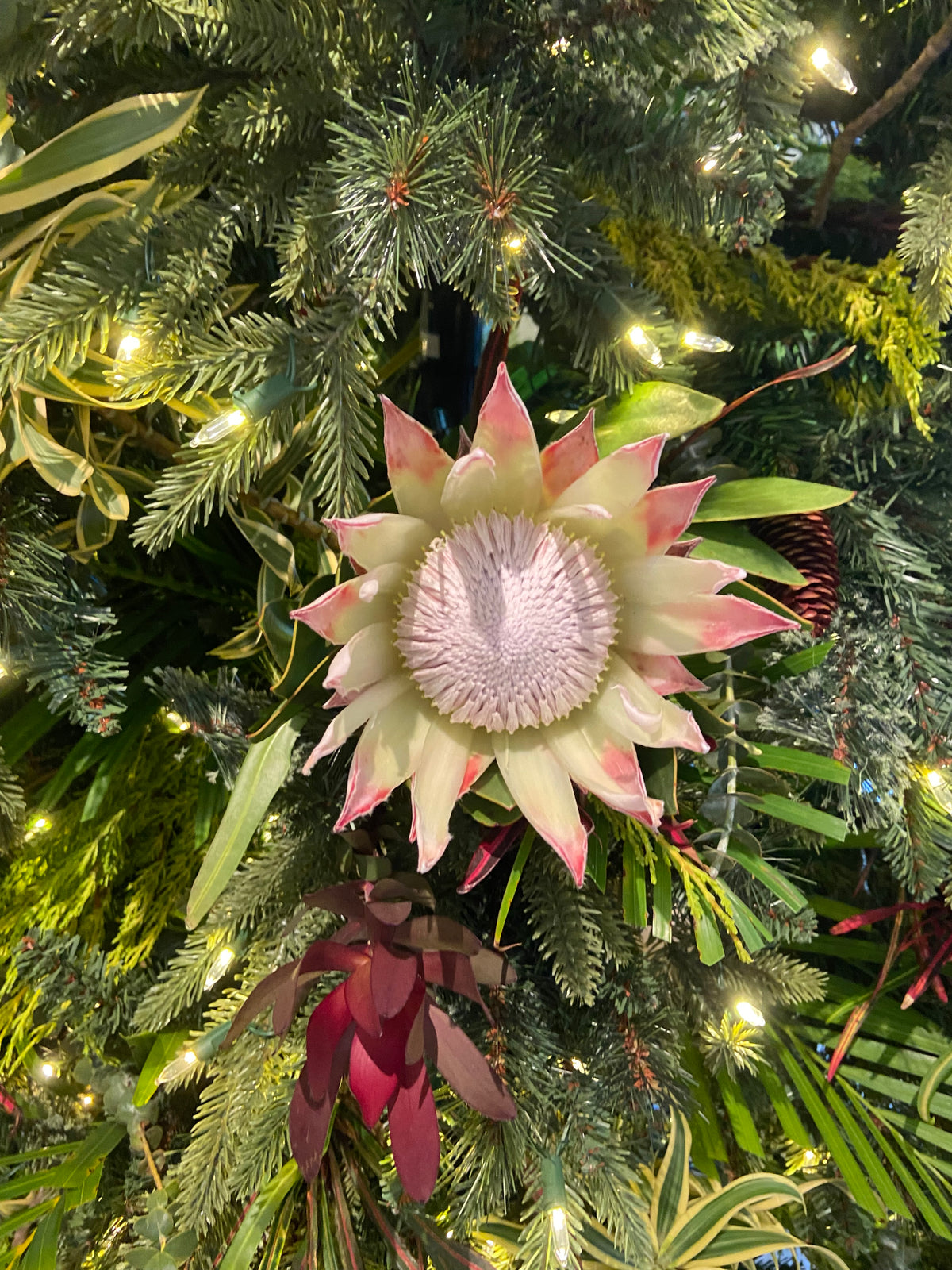 Maui Christmas Tree Service ~ Delivery, Set up and removal Available