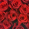 Traditional Red Roses