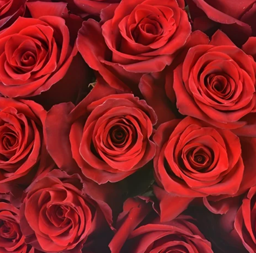 Traditional Red Roses
