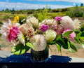 Dahlia Dreams