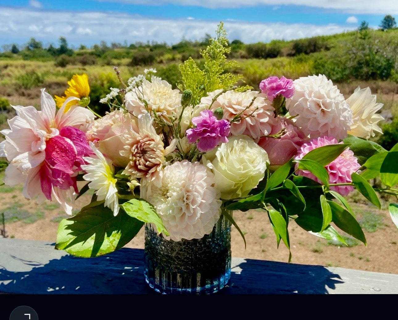 Dahlia Dreams