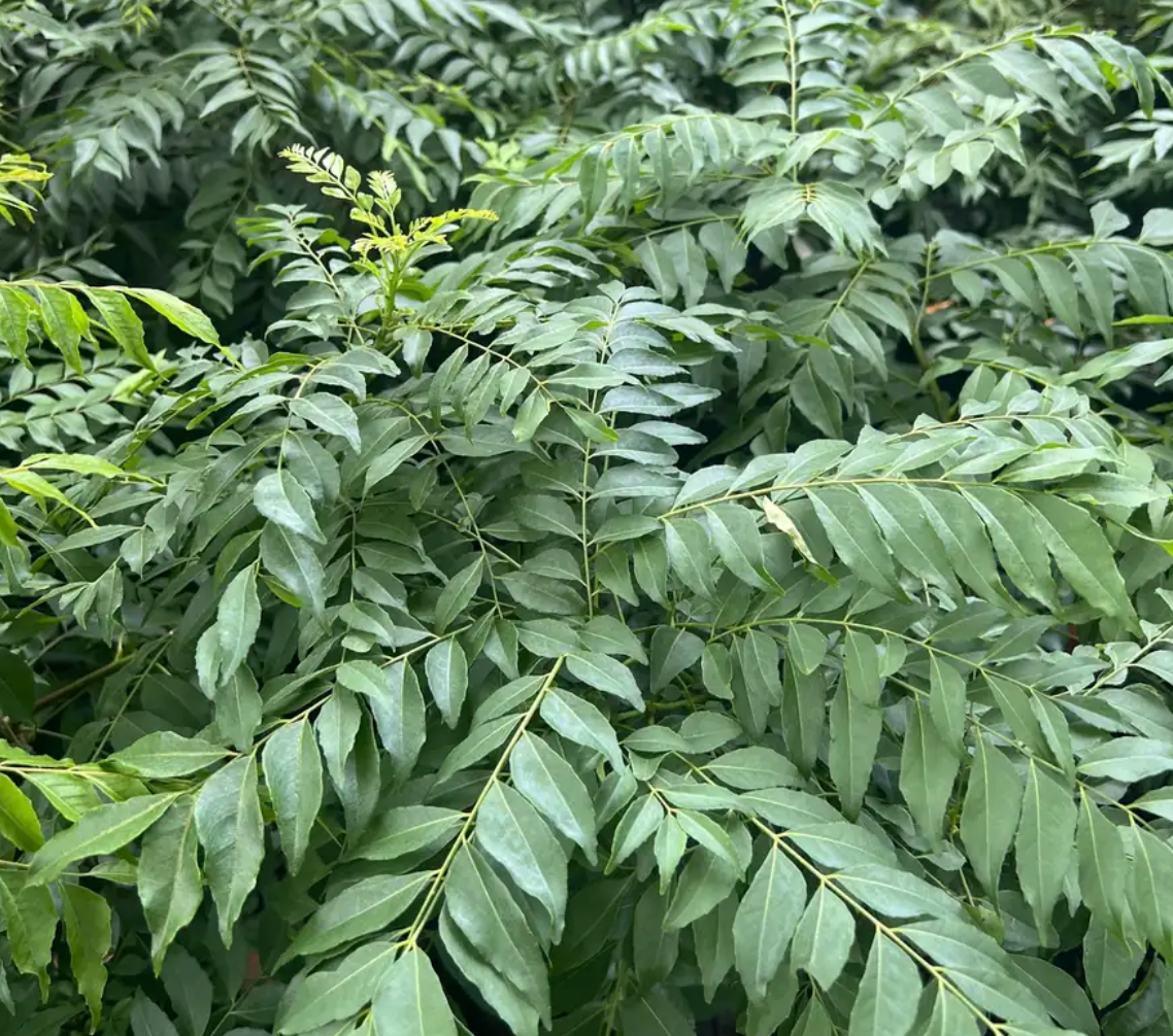 Living Curry Plant ~ Let's Spice it up