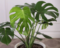 Monstera Boho