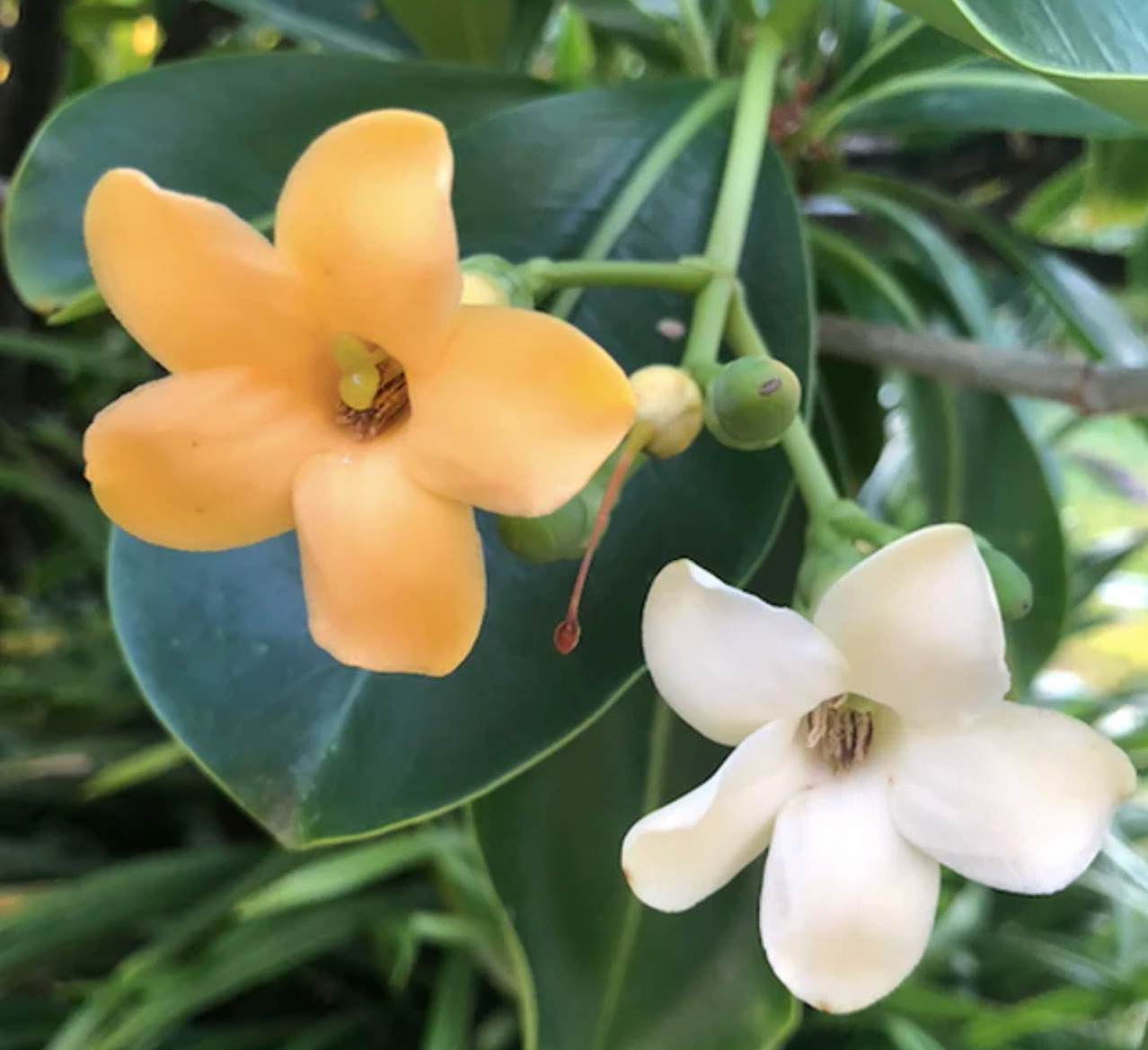 Puakenikeni ~ The Lover Boy Flower or 10¢ Tree