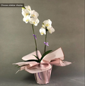 Orchid Sentiment - Live Plant