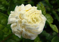Pikake Rose - Live Plant