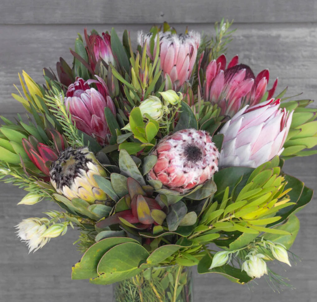 Protea Season Is Back Celebration Special!