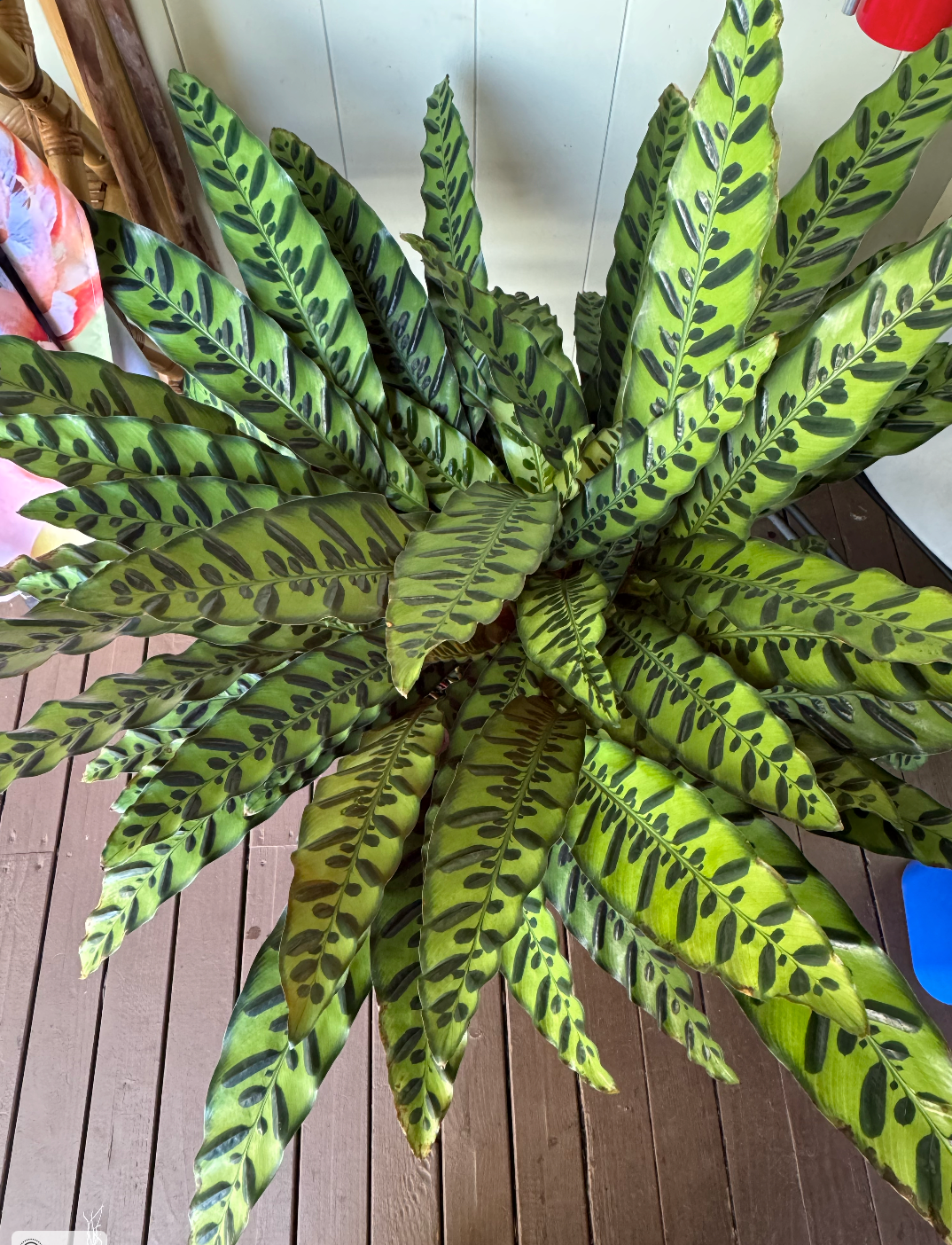 prayer plant gift Prayer Plant Large