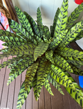 Prayer Plant Large - Gift this or add to Home/Office Decor