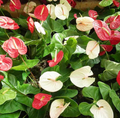Hearts On A Stem - Live Plant Or Fresh Stem Arrangement