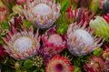 Protea Blooming Box for Shipping