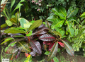 Colorful Croton! Magic colorful cheer for any room or gift