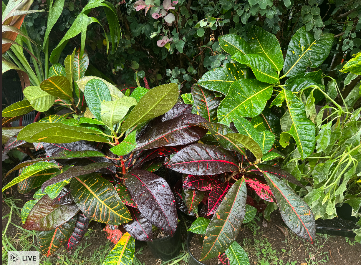 Colorful Croton! Magic colorful cheer for any room or gift