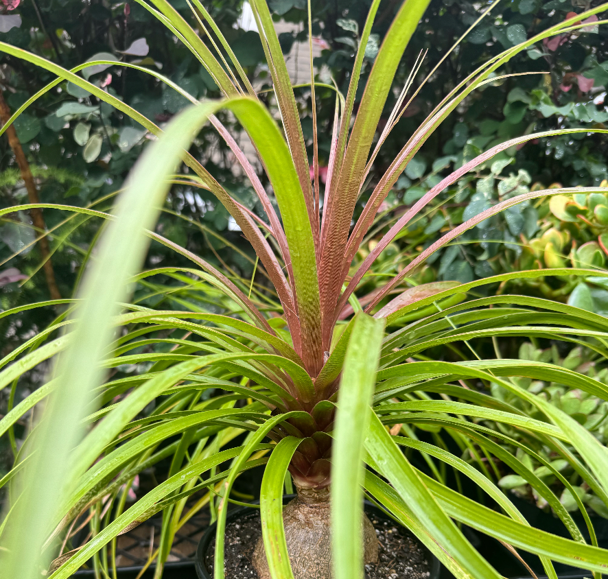 Ponytail Palm