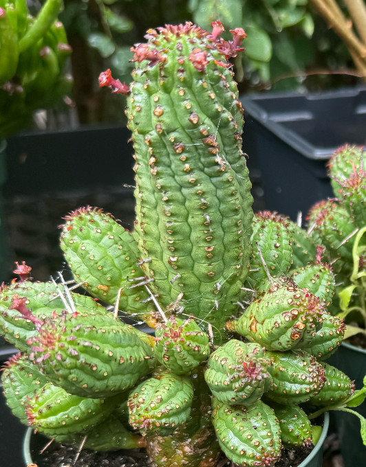 Cactus ~ flowering cactus