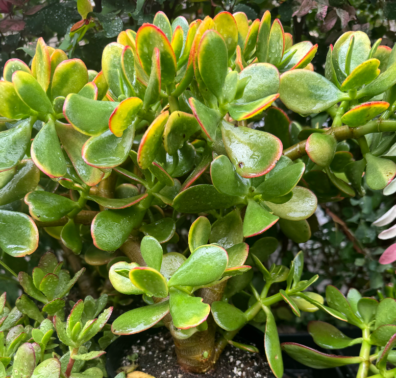 jade good luck plant Amazing Show Jade Good Luck – UPCOUNTRY FLORAL