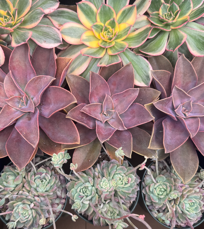 Premium Succulent Arrangment