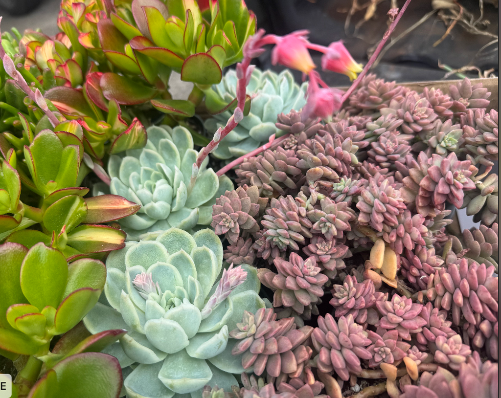 Premium Succulent Arrangment