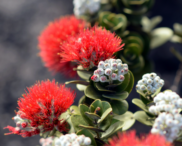 LARGE 'ōhi'a lehua trees grown to order for landscapes.