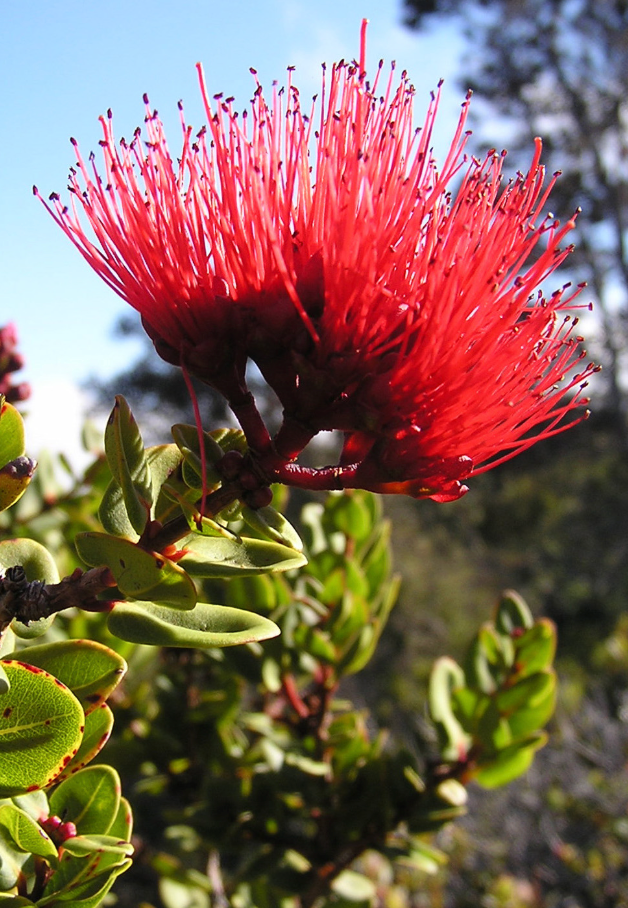 LARGE 'ōhi'a lehua trees grown to order for landscapes.