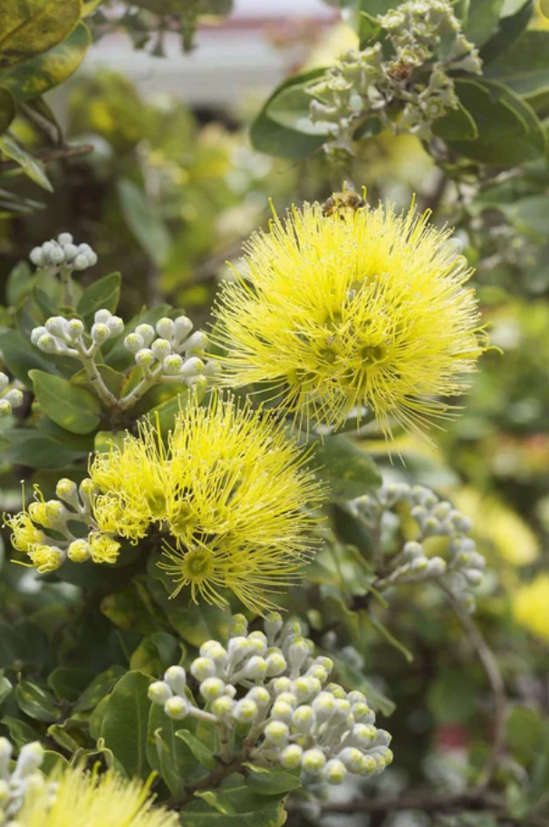 LARGE 'ōhi'a lehua trees grown to order for landscapes.